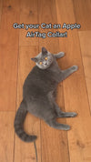 Tracka din katt