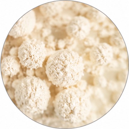 Bacillus Ferment
