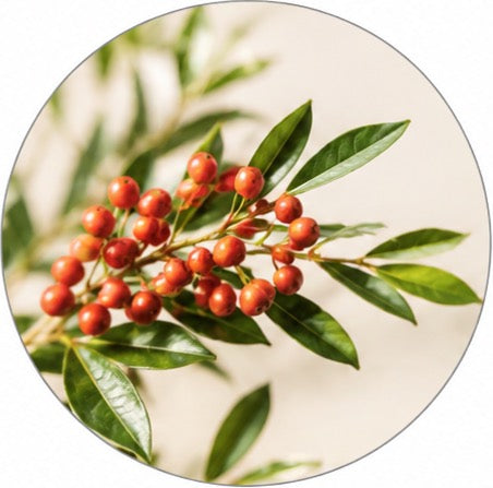 Longan Seed Extract
